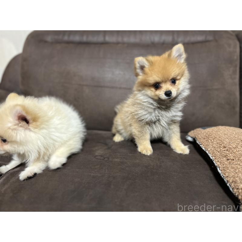 販売中の沖縄県のポメラニアン-419997の3枚目