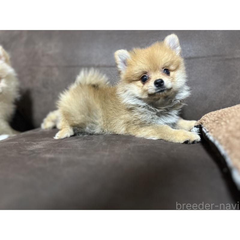 販売中の沖縄県のポメラニアン-419997の2枚目