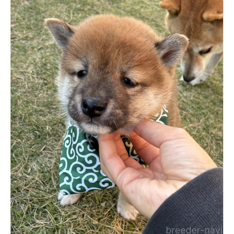 成約済の香川県の豆柴-426468の9枚目