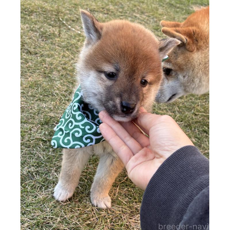 成約済の香川県の豆柴-426468の8枚目