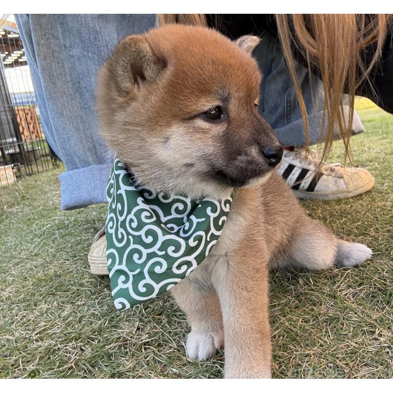 成約済の香川県の豆柴-426468の7枚目