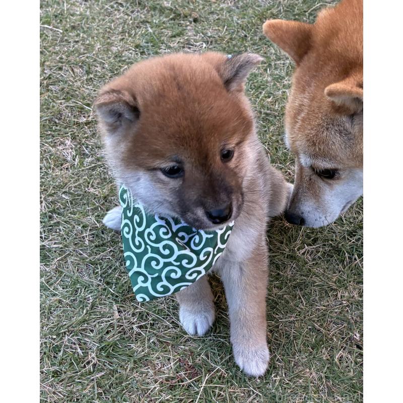 成約済の香川県の豆柴-426468の6枚目