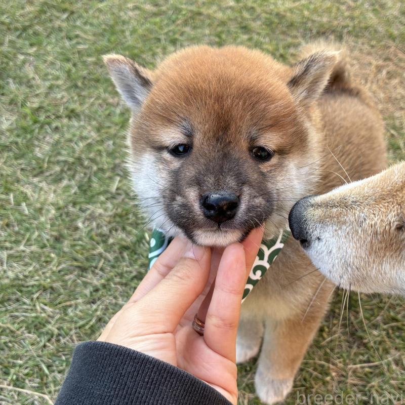 成約済の香川県の豆柴-426468の3枚目