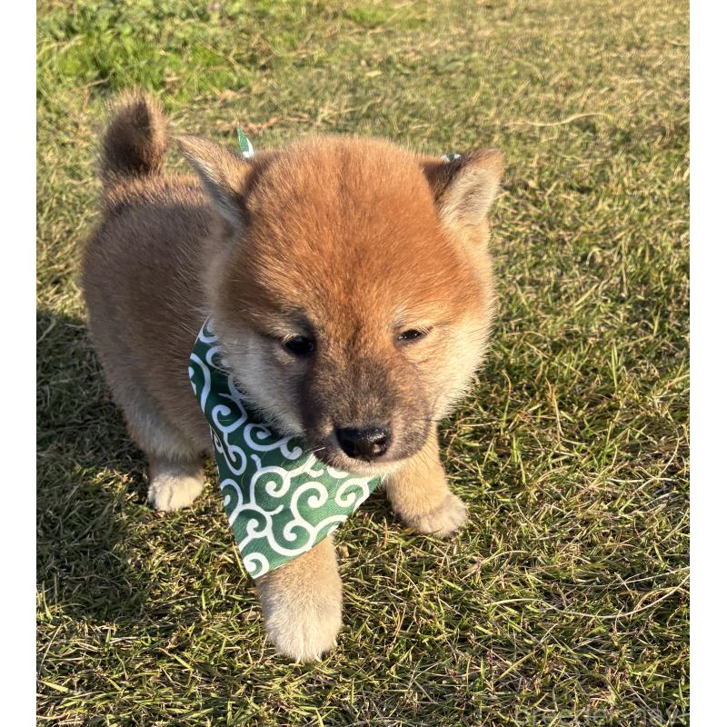 成約済の香川県の豆柴-426468の2枚目