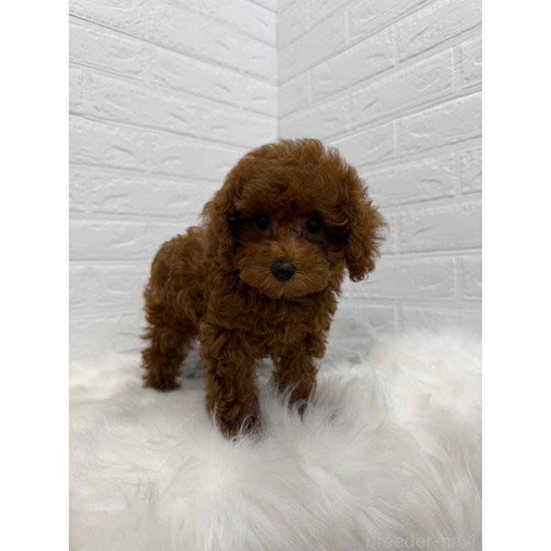 販売中の岡山県のタイニープードル-426270の13枚目