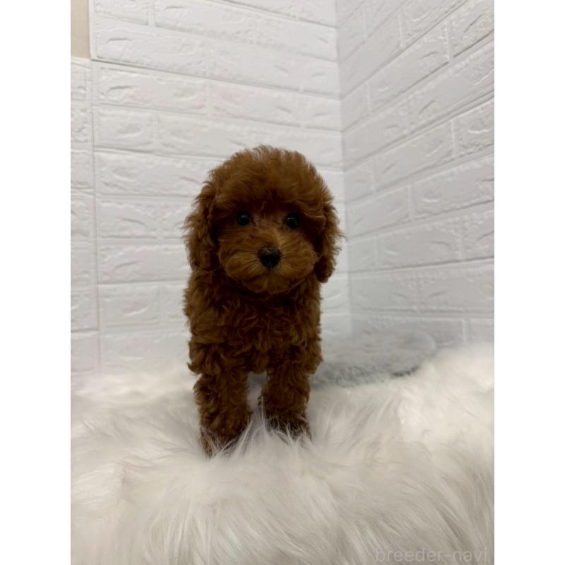 販売中の岡山県のタイニープードル-426270の12枚目