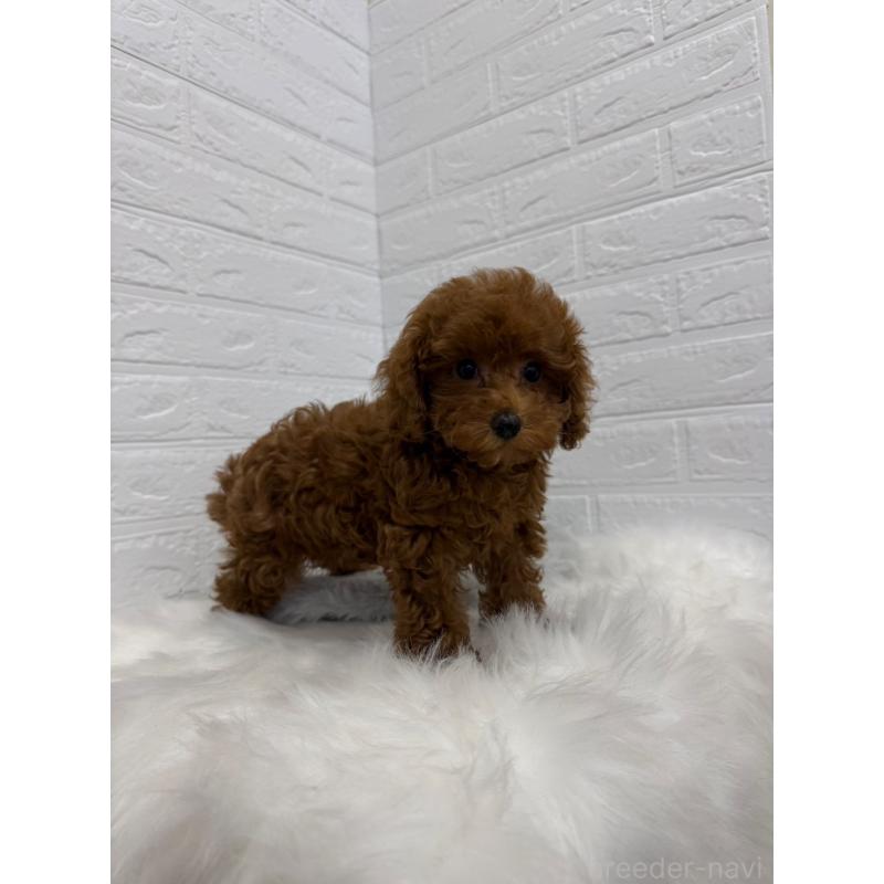 販売中の岡山県のタイニープードル-426270の11枚目