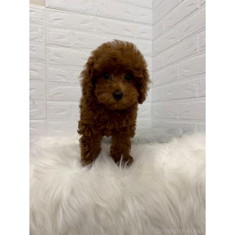 販売中の岡山県のタイニープードル-426270の10枚目