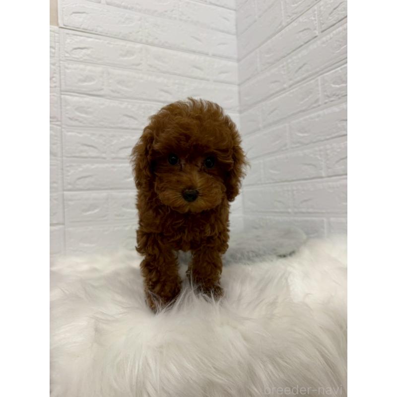 販売中の岡山県のタイニープードル-426270の9枚目