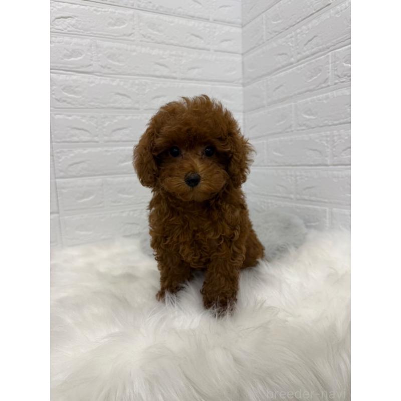 販売中の岡山県のタイニープードル-426270の8枚目