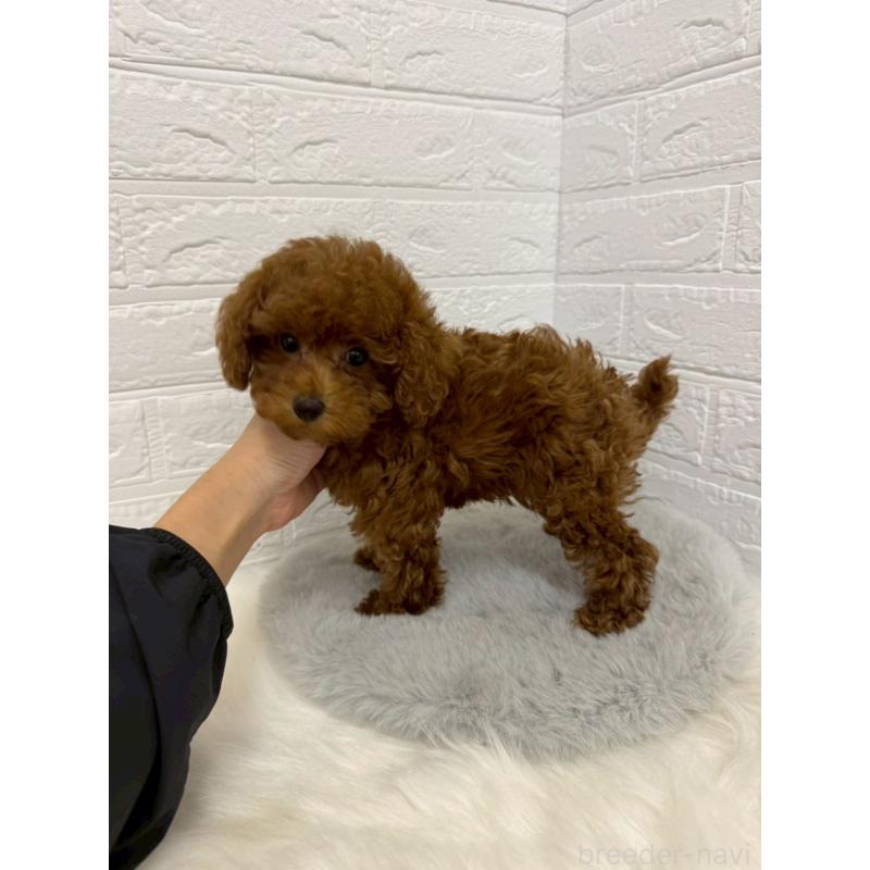 販売中の岡山県のタイニープードル-426270の6枚目