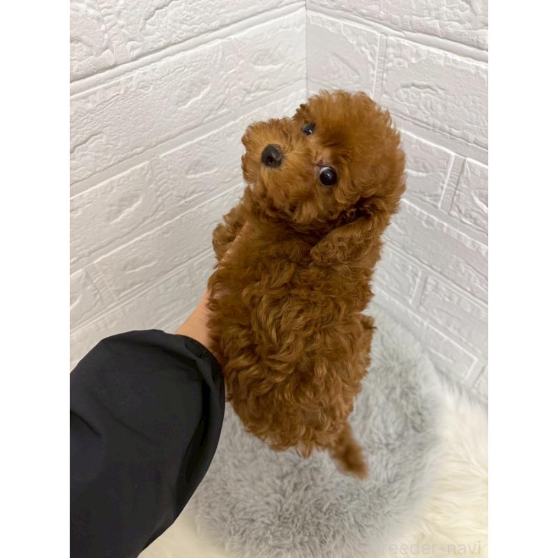 販売中の岡山県のタイニープードル-426270の3枚目