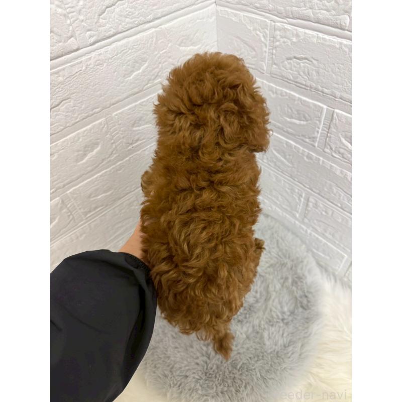 販売中の岡山県のタイニープードル-426270の2枚目