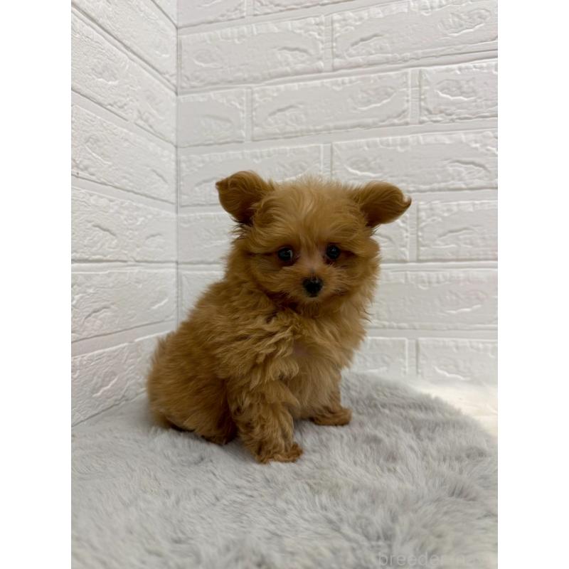 販売中の岡山県のポメプー:ポメラニアン×トイプードル-426271の11枚目