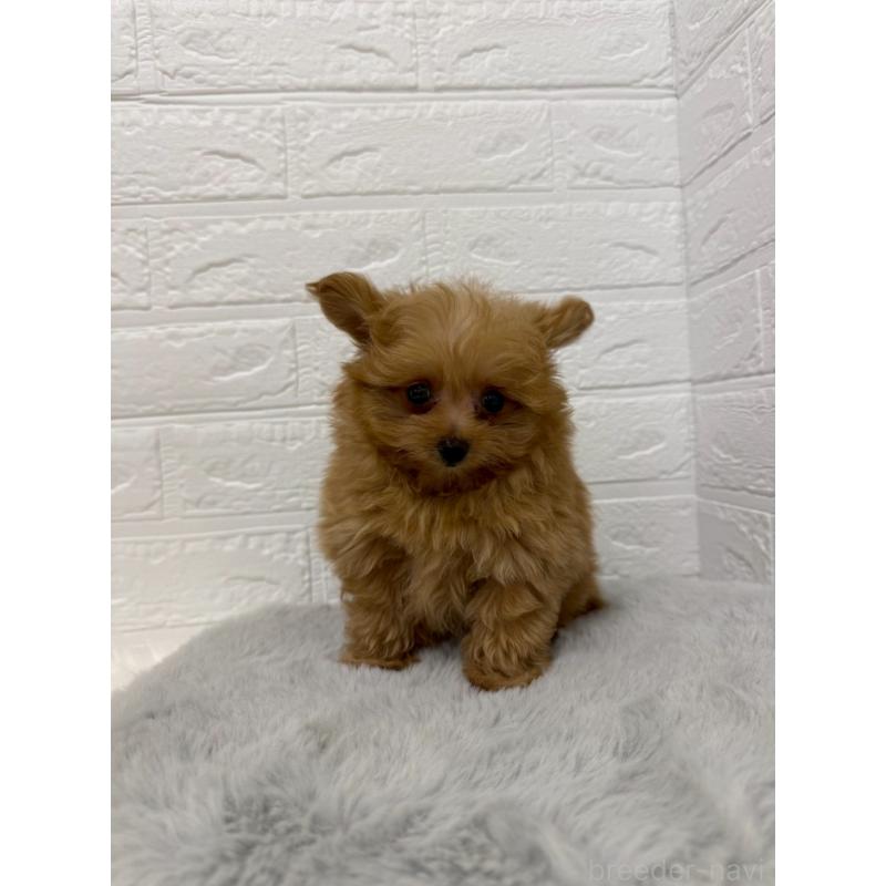 販売中の岡山県のポメプー:ポメラニアン×トイプードル-426271の10枚目