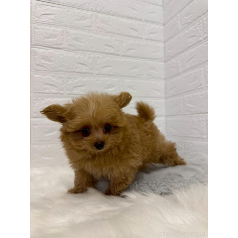 販売中の岡山県のポメプー:ポメラニアン×トイプードル-426271の9枚目