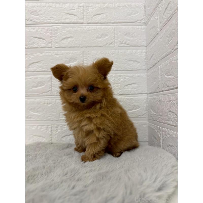 販売中の岡山県のポメプー:ポメラニアン×トイプードル-426271の8枚目