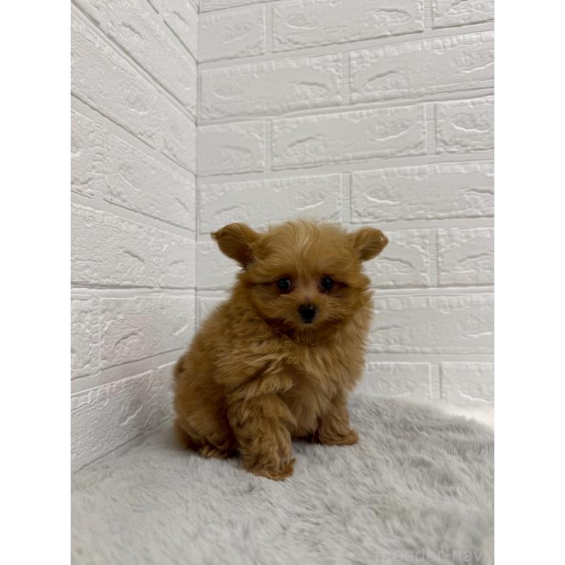 販売中の岡山県のポメプー:ポメラニアン×トイプードル-426271の7枚目