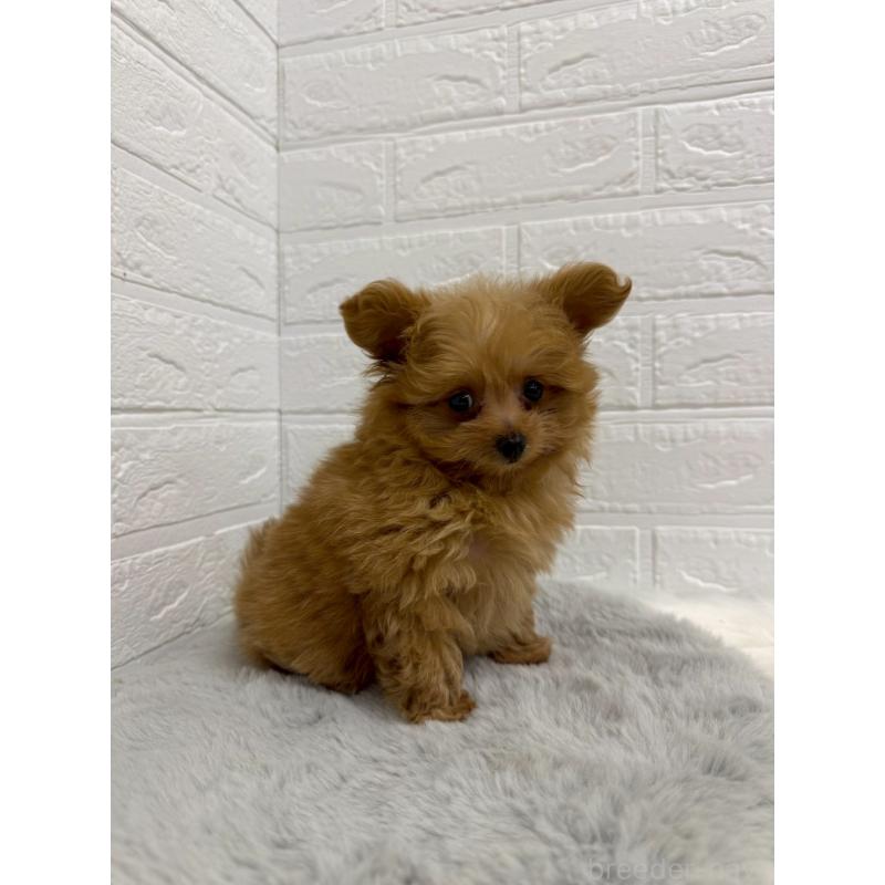 販売中の岡山県のポメプー:ポメラニアン×トイプードル-426271の6枚目