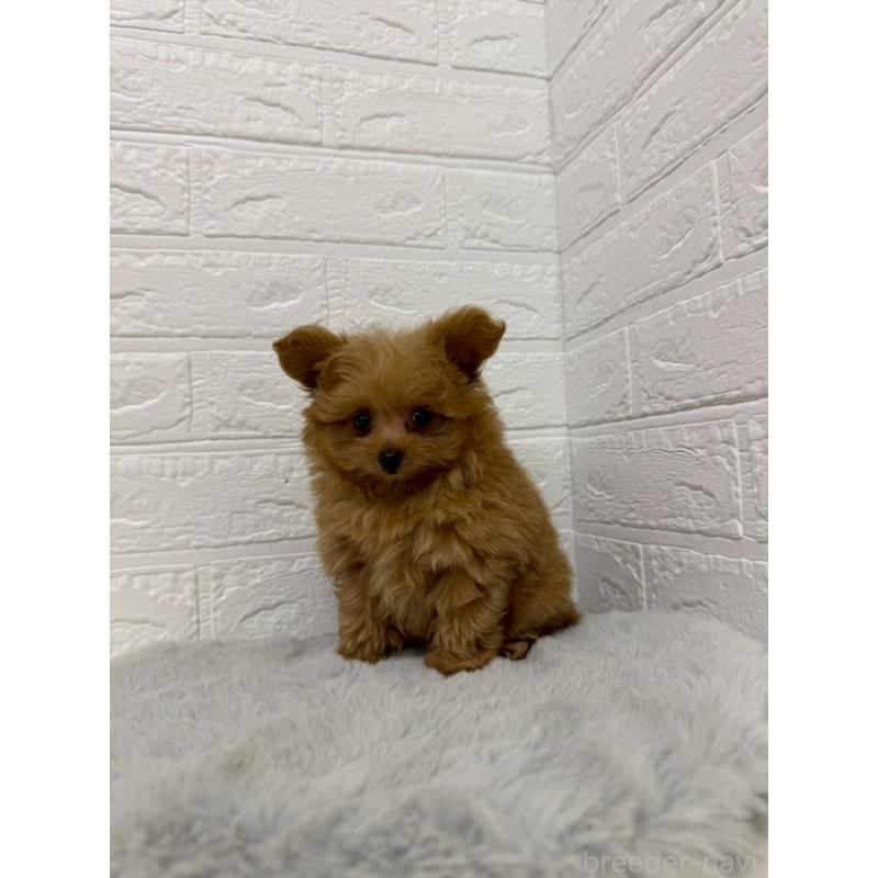 販売中の岡山県のポメプー:ポメラニアン×トイプードル-426271の5枚目