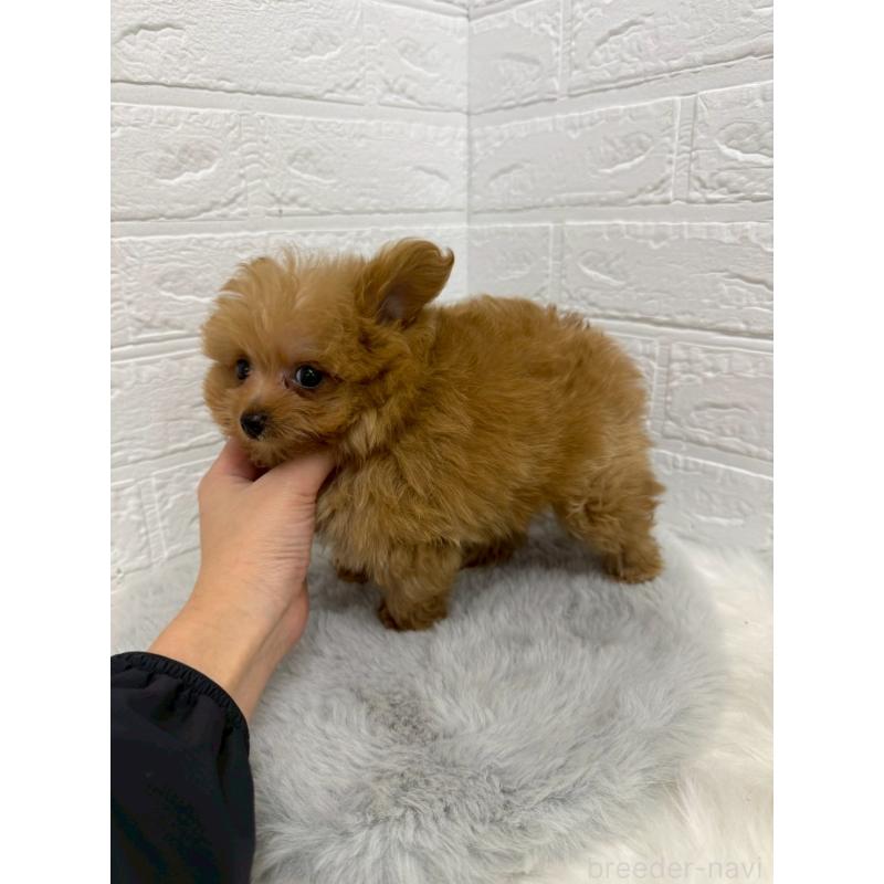 販売中の岡山県のポメプー:ポメラニアン×トイプードル-426271の4枚目