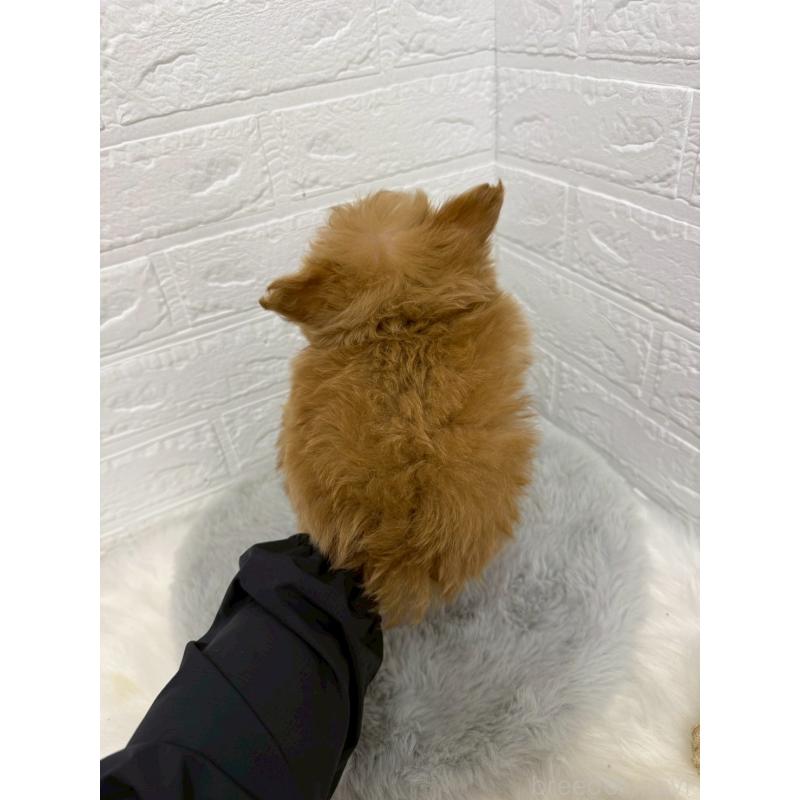 販売中の岡山県のポメプー:ポメラニアン×トイプードル-426271の3枚目