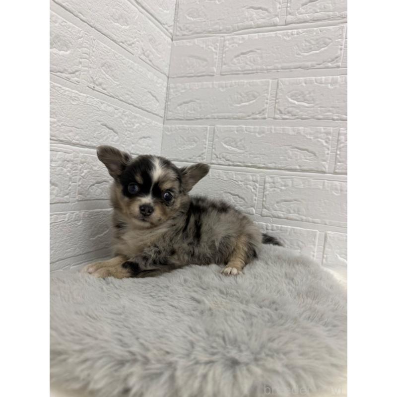 販売中の岡山県のチワワ(ロングコート)-426272の15枚目