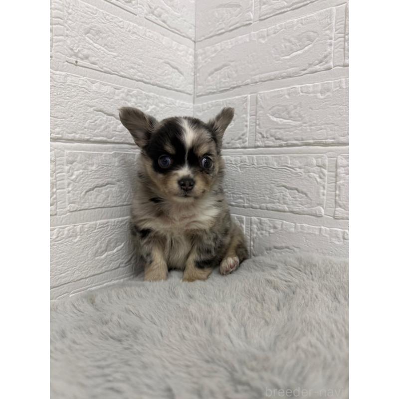 販売中の岡山県のチワワ(ロングコート)-426272の13枚目