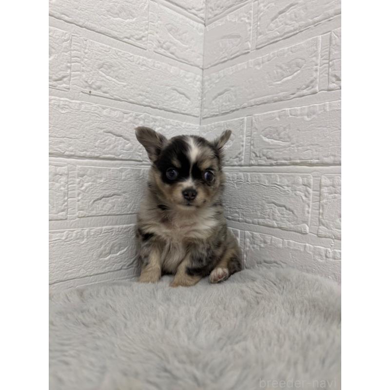 販売中の岡山県のチワワ(ロングコート)-426272の12枚目