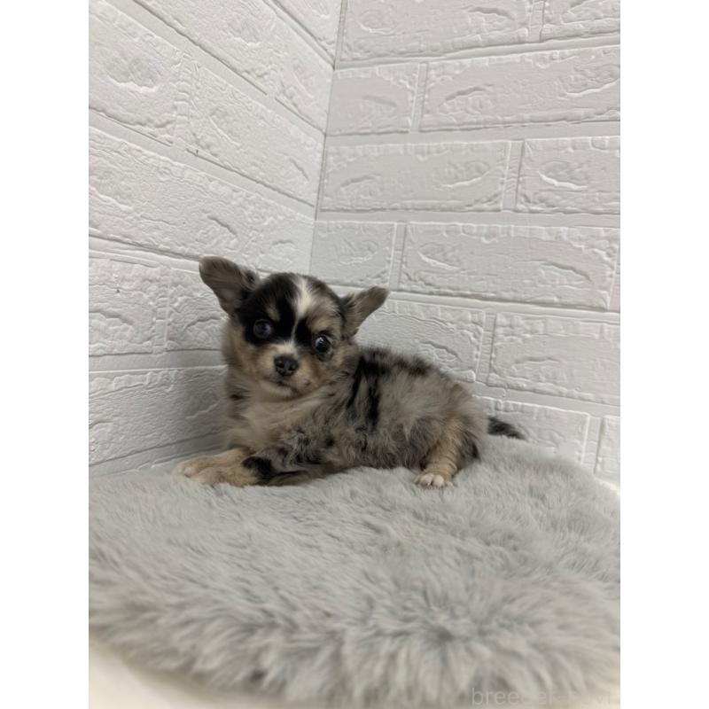 販売中の岡山県のチワワ(ロングコート)-426272の11枚目