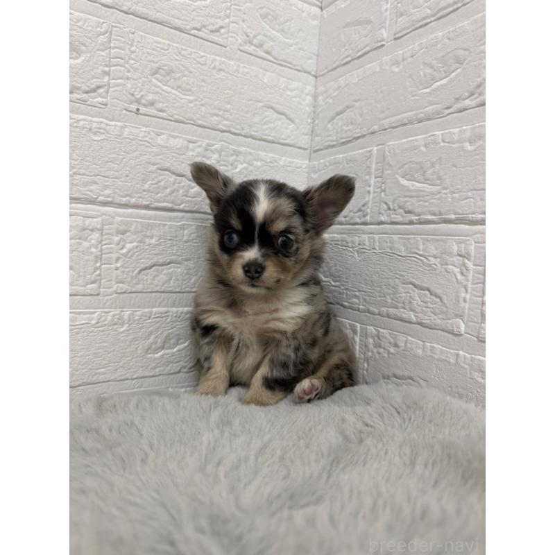 販売中の岡山県のチワワ(ロングコート)-426272の10枚目