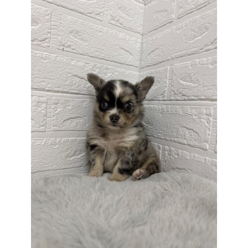 販売中の岡山県のチワワ(ロングコート)-426272の9枚目