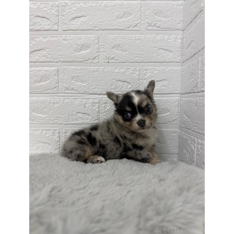 販売中の岡山県のチワワ(ロングコート)-426272の8枚目