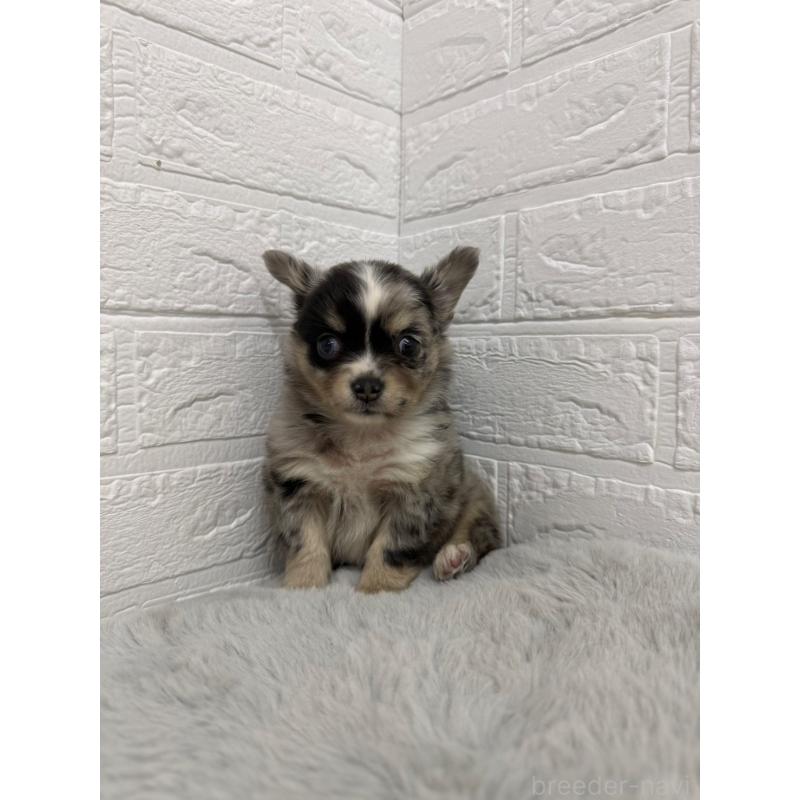 販売中の岡山県のチワワ(ロングコート)-426272の7枚目