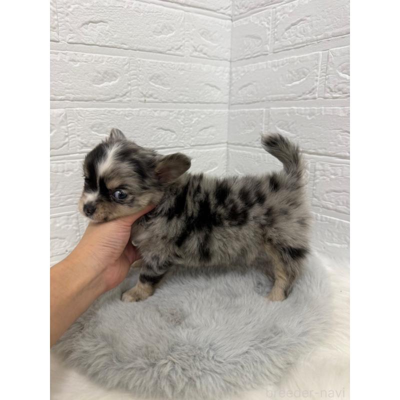 販売中の岡山県のチワワ(ロングコート)-426272の6枚目