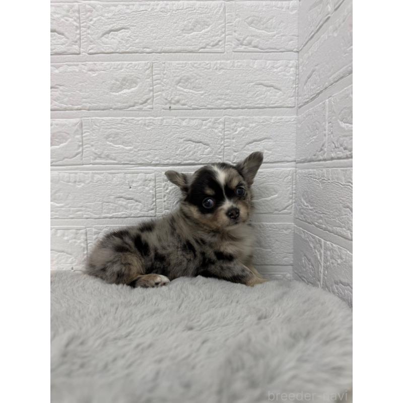 販売中の岡山県のチワワ(ロングコート)-426272の5枚目