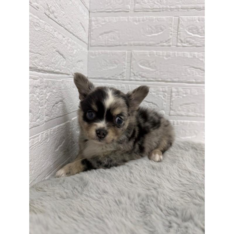 販売中の岡山県のチワワ(ロングコート)-426272の4枚目