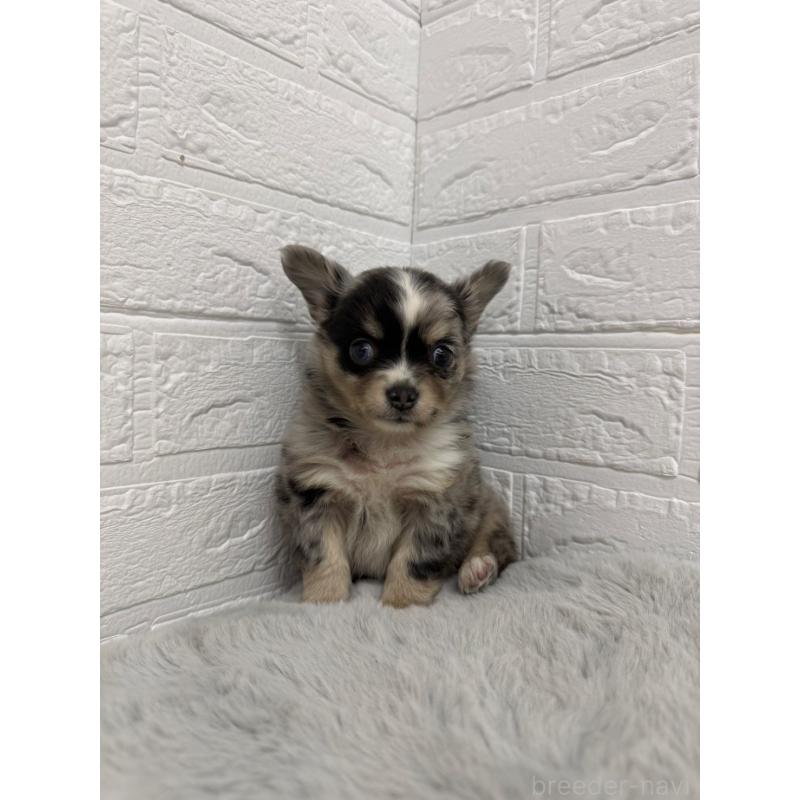 販売中の岡山県のチワワ(ロングコート)-426272の3枚目