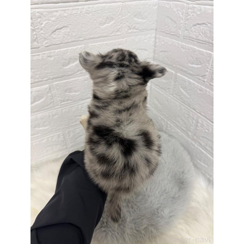 販売中の岡山県のチワワ(ロングコート)-426272の2枚目