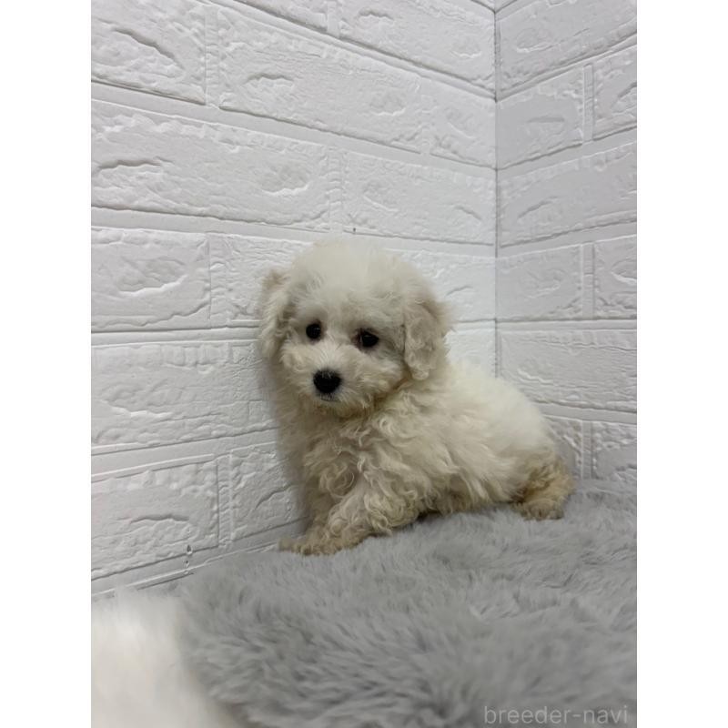 販売中の岡山県のビションフリーゼ-426273の13枚目