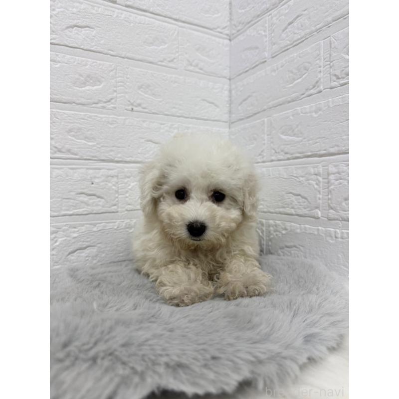 販売中の岡山県のビションフリーゼ-426273の12枚目