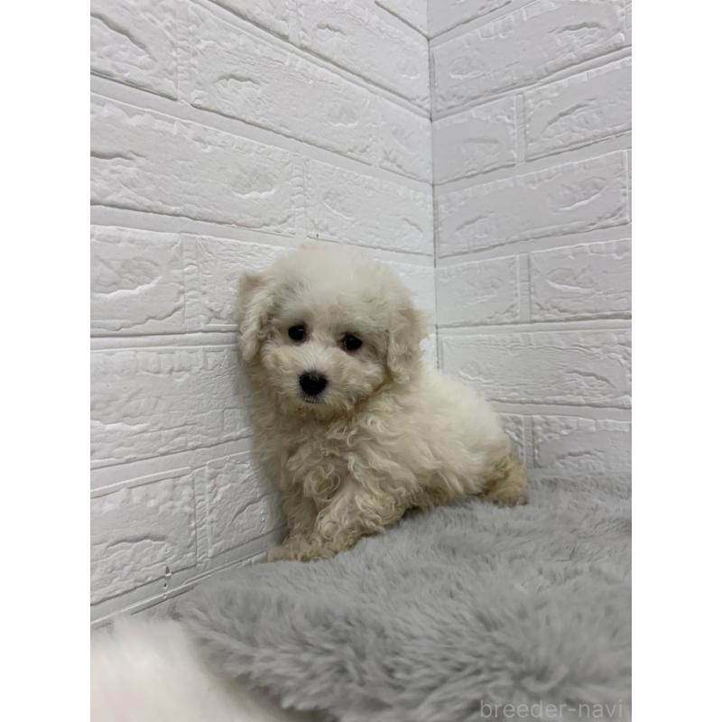 販売中の岡山県のビションフリーゼ-426273の11枚目