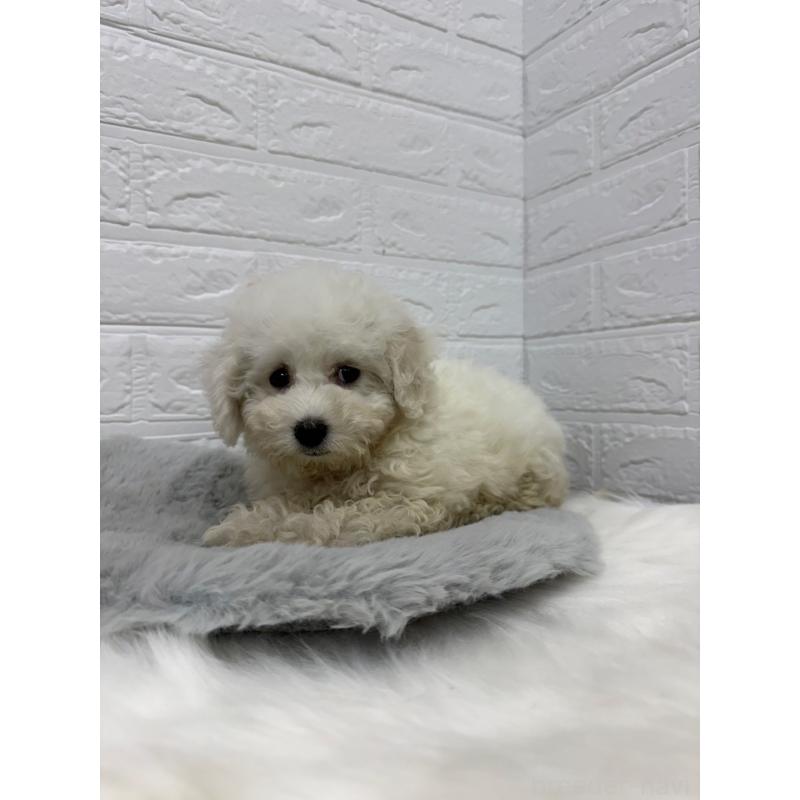 販売中の岡山県のビションフリーゼ-426273の10枚目