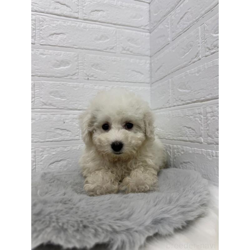 販売中の岡山県のビションフリーゼ-426273の9枚目