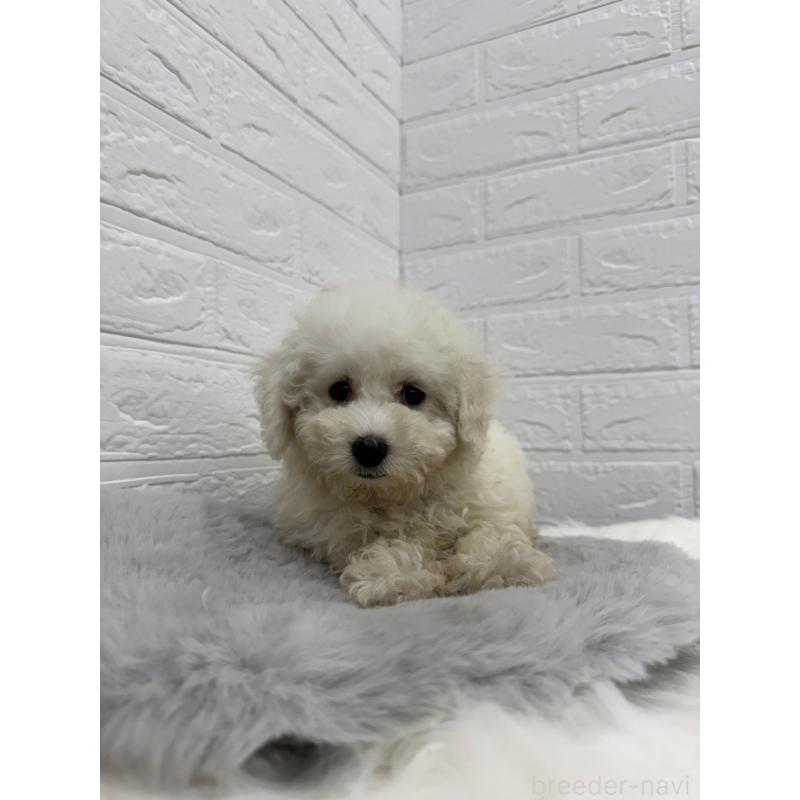 販売中の岡山県のビションフリーゼ-426273の8枚目