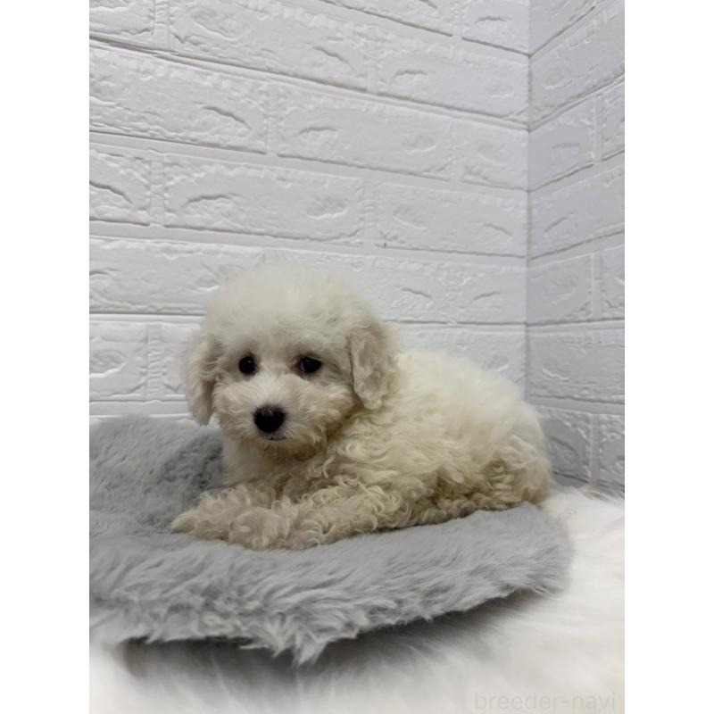 販売中の岡山県のビションフリーゼ-426273の6枚目