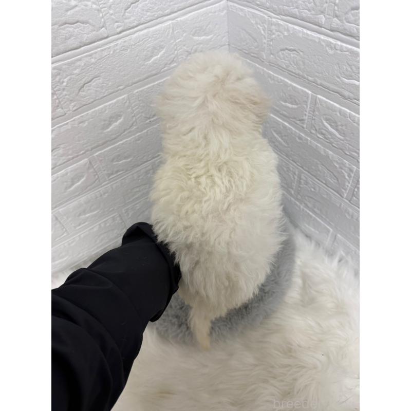 販売中の岡山県のビションフリーゼ-426273の4枚目