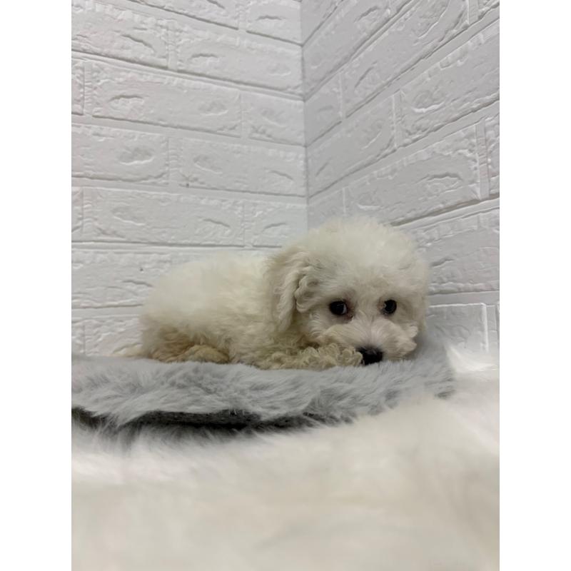 販売中の岡山県のビションフリーゼ-426273の2枚目