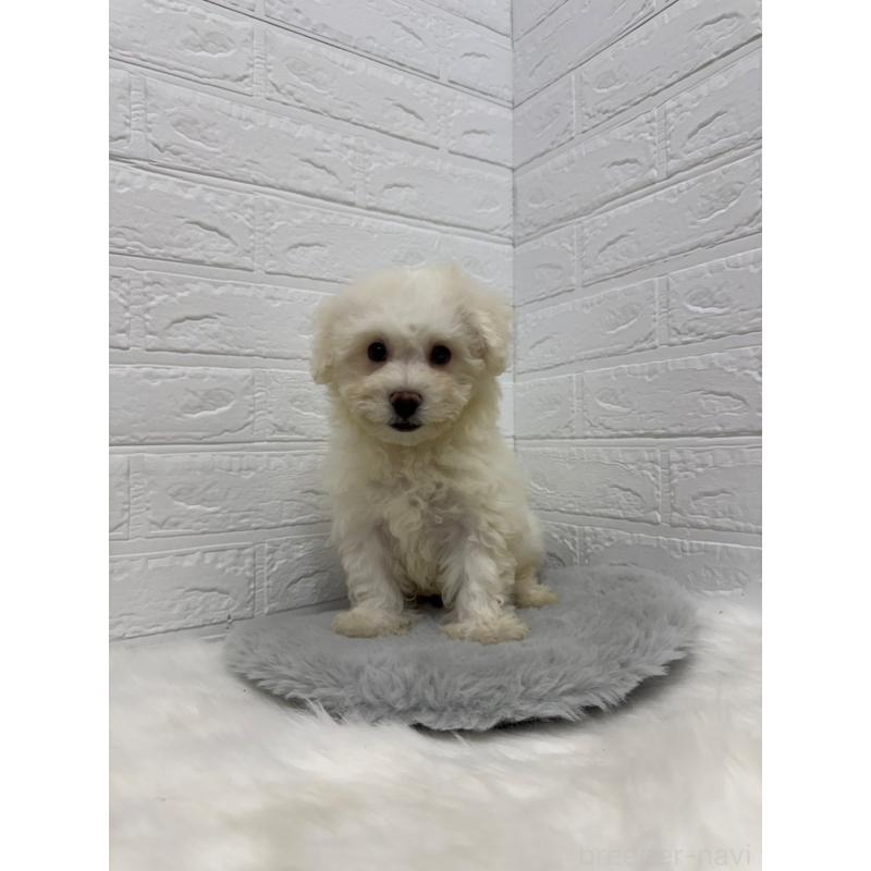 販売中の岡山県のビションフリーゼ-426274の9枚目