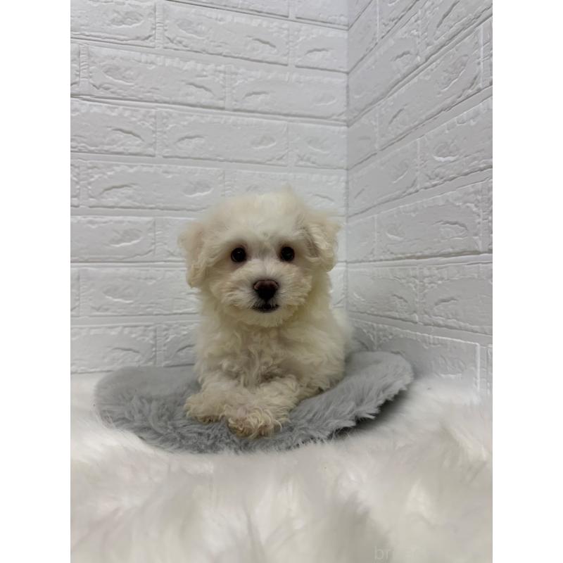 販売中の岡山県のビションフリーゼ-426274の8枚目